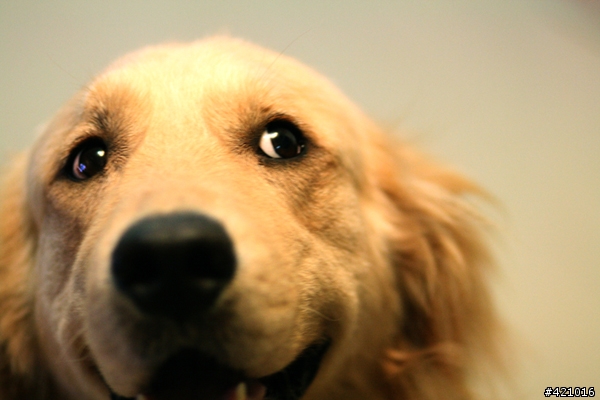 渴望 無穀 成貓配方